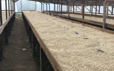 Drying Coffee Beans: Process at Beneficio San Vicente, Honduras