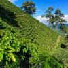 Brew from the Coffee Triangle: Why Are Colombian Coffee Beans so Popular?