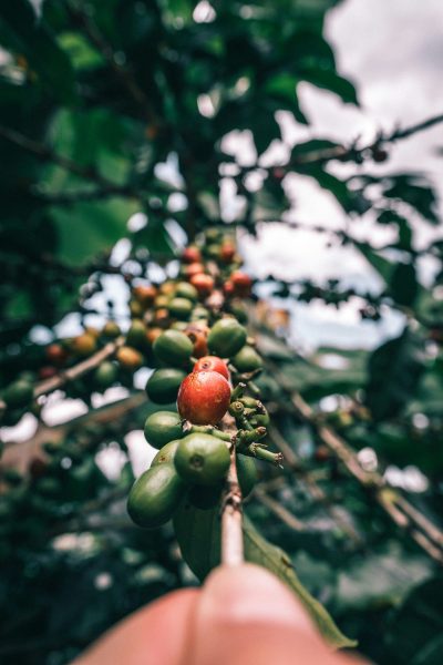 Colombian coffee plant with coffee growing